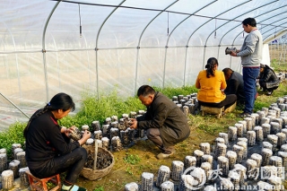 洛南“ManBetX体育+X”产业发展模式筑牢脱贫致富根基 ()