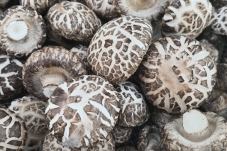 古田ManBetX体育“远嫁”南美 ()