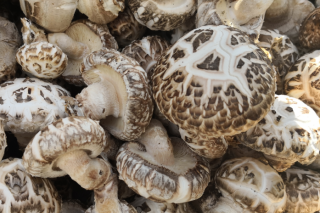 “菌稻轮作模式很好，值得大力推广！” 专家称适合精准扶贫项目 ()