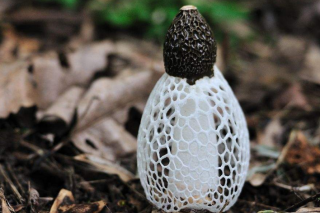 纳雍县“五聚焦”夯实ManBetX体育产业发展基础 ()