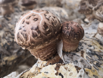 科技为印江ManBetX体育发展增添新动能 ()