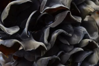 丰县新型职业农民成师寨镇ManBetX体育产业的脊梁 ()