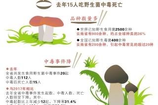 去年云南省112人食用野生菌中毒  今年将全面开展野生菌中毒防控工作 ()