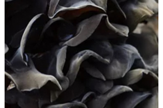 阿克苏地区推广黑木耳种植 带动5000户贫困户增收 ()