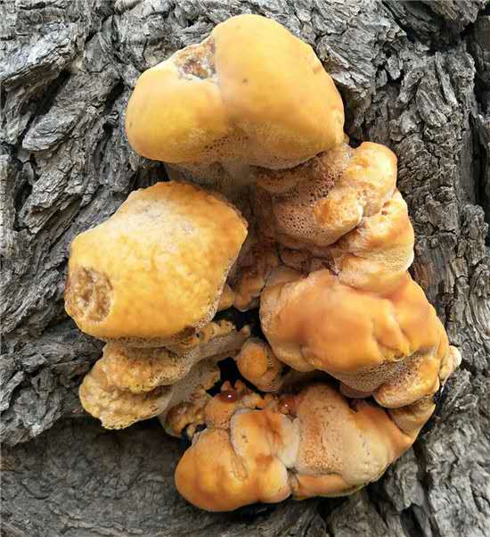 微信图片_20190511090333