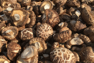 临汾海关助力襄汾香菇菌棒出口 ()