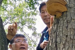 行业喜讯：枣黄蘑菇成功培养 ManBetX体育家族又添新成员 ()