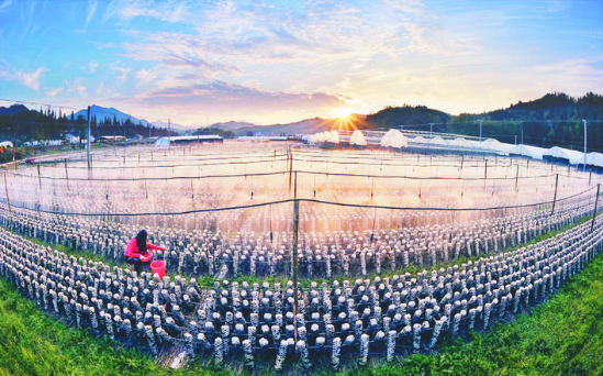 QQ截图20190511185819