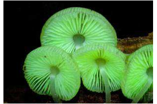 “森林精灵”来了！日本山区有绿光蘑菇，约吗？ ()