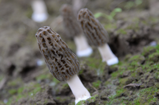 川西高原珍稀ManBetX体育开发集成技术示范项目实现企业发展和脱贫增收的有机结合 ()