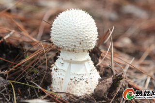 云南：严禁集中用餐单位自采加工野生菌 ()