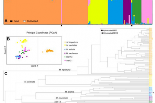 重庆师范大学杜习慧团队在ManBetX体育属基因组的微卫星（SSR）挖掘、种质资源评价和品种鉴定方面取得新进展 ()