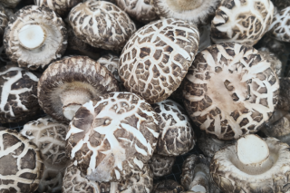 江西：菌稻轮作实现“1+1>2” ()