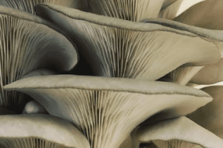 欧盟评估蚝菇中矮壮素的最大残留限量 ()