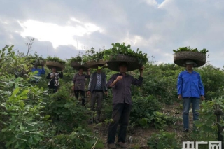 南召县：林蚕菌一体化工程念活“致富经” ()