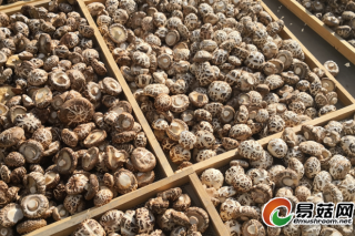 创汇52亿美金西峡香菇香飘“一带一路” ()