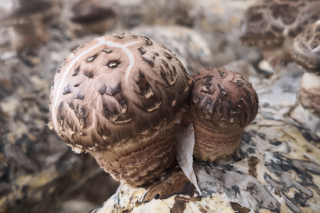 提升技能 助推发展 400余位“菇乡师傅”带领群众踏上致富路 ()