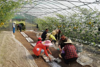 新浜基地在西瓜爬架式栽培棚内种植“金福菇” ()