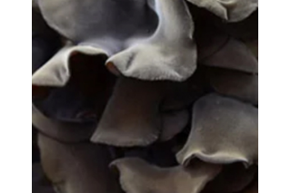 “耳菇并进” 雪城ManBetX体育产业转型升级效益高 ()