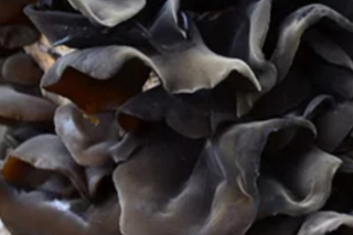 “延边黑木耳”成为延边州第九个地理标志证明商标 ()