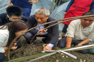 中科院研究员董彩虹考察龙泉灵芝 ()