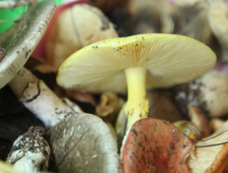 昆明：2019年预防食用野生菌中毒预警发布 ()