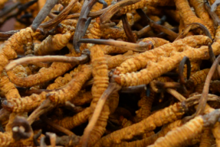 波密：开展虫草采挖季野外防雷科普宣传 ()