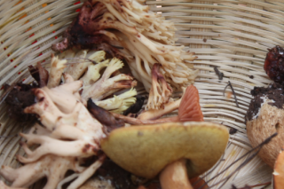 南丰织密野生蘑菇中毒防控网 ()