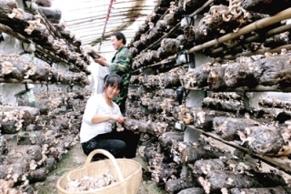 西峡香菇出口30多个国家和地区 ()