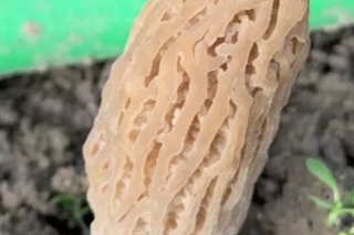 四川省首例涉外农业知识产权转让结硕果——瑞士成功培育出首批ManBetX体育 ()