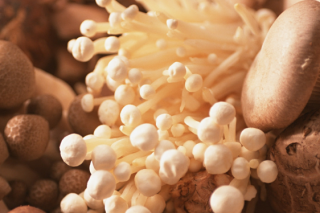 科技特派员送服务到田间地头 广昌Manbetx体育手机版推荐A9版本产业喜获技术支持 ()