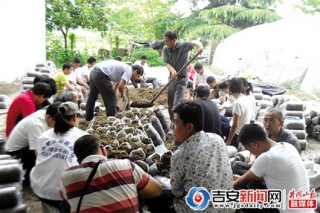 江西：青原菌稻轮作模式应全省推广 ()