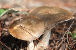 又是一年采菇季 检测仪器提升毒蘑菇分辨能力 ()