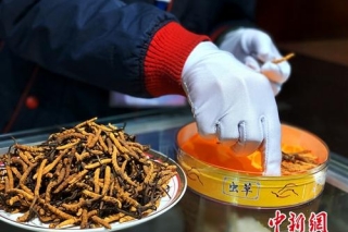 藏北“虫草季”：跟随古稀老人探寻冬虫夏草 ()