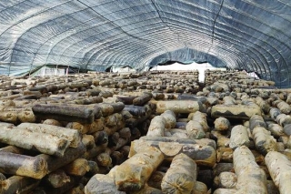 产业脱贫 “菇”舞人心 ()