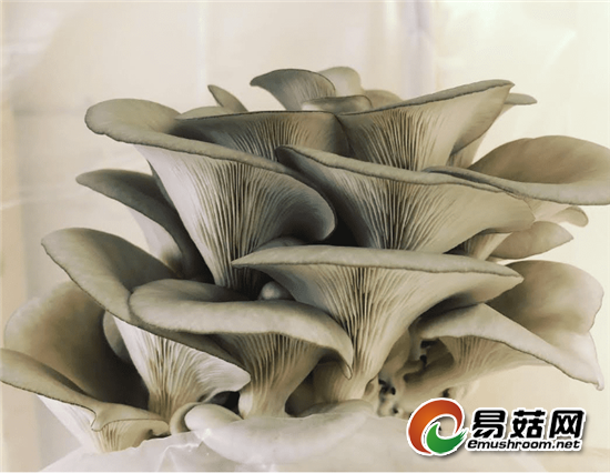 FrontStreetFungi2 (2)