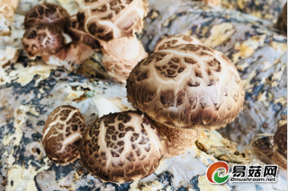 香菇、平菇菌种简易制作法