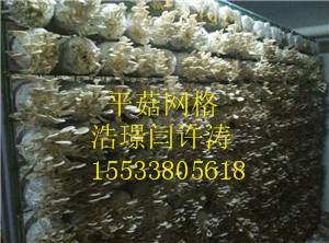 出菇房网格架 出菇房网格架