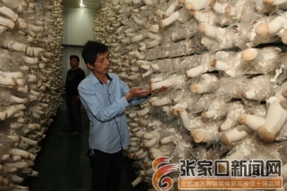 在“口蘑之乡”盛名下的Manbetx体育手机版推荐A9版本种植 ()