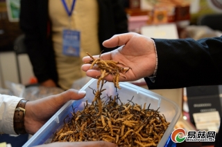 2018年宜都东阳光人工冬虫夏草产出干鲜草突破14吨 ()