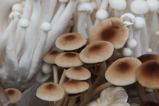 临西：小菌菇成为高效富民大产业 ()