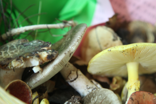 Manbetx体育手机版推荐A9版本产业将成为易门“一县一业”示范县创建主导产业 ()