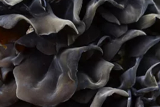 阿克苏地区：种植黑木耳 增收有保障 ()