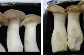 杏鲍菇海运技术新突破 不长菌丝、保弹性 ()