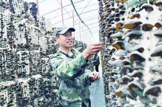 新技术控杂菌+ 棚室栽培“住高楼” 勃利：黑木耳提前90 天上市 ()