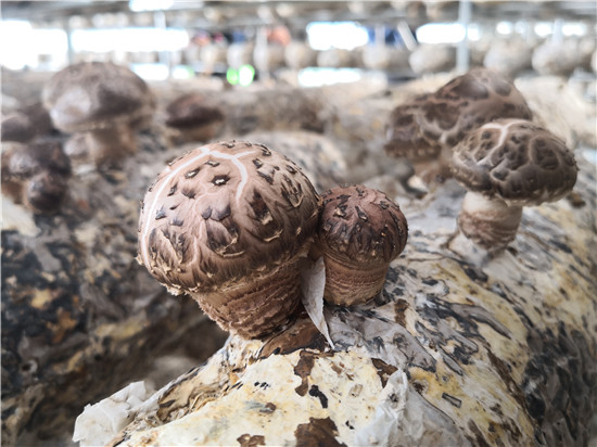 微信图片_20190318172015_副本