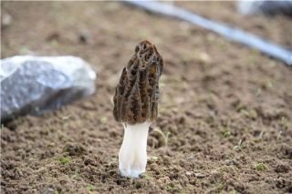 云南：丽江华坪ManBetX体育产业稳步发展 ()