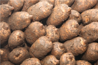 昆明新鲜天麻每斤跌价50元 ()