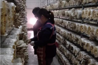 苗疆腹地的“秀珍菇”世界，目不暇接 ()