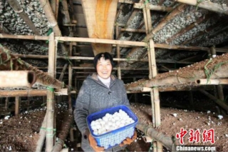 贫困县一农民发展Manbetx体育手机版推荐A9版本产业 带动周边为农村致富增新翼 ()